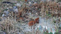 das Hörnchen auf dem Eis