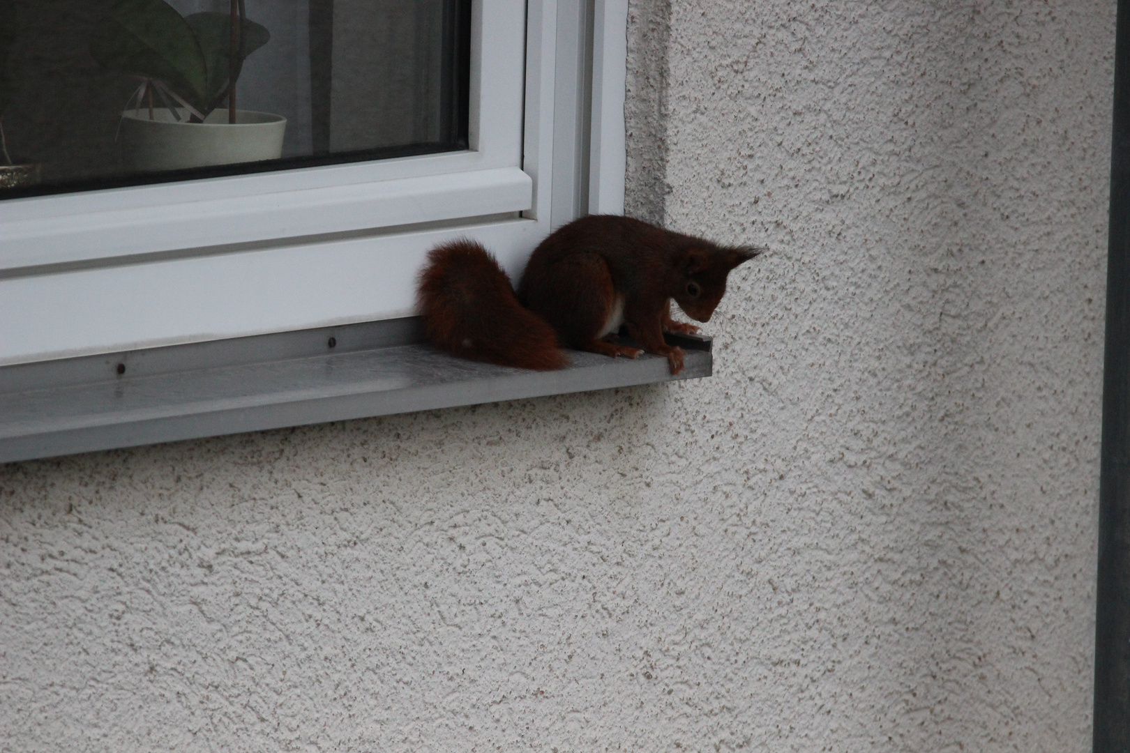 Das Hörnchen auf der Fensterbank 3. Stock