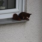 Das Hörnchen auf der Fensterbank 3. Stock