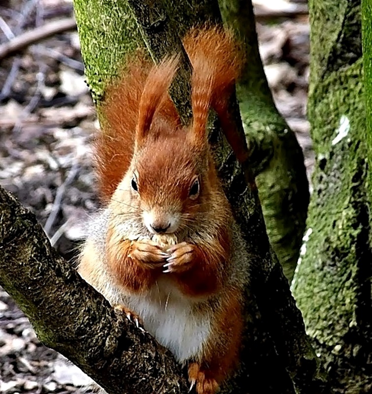 Das Hörnchen . . .