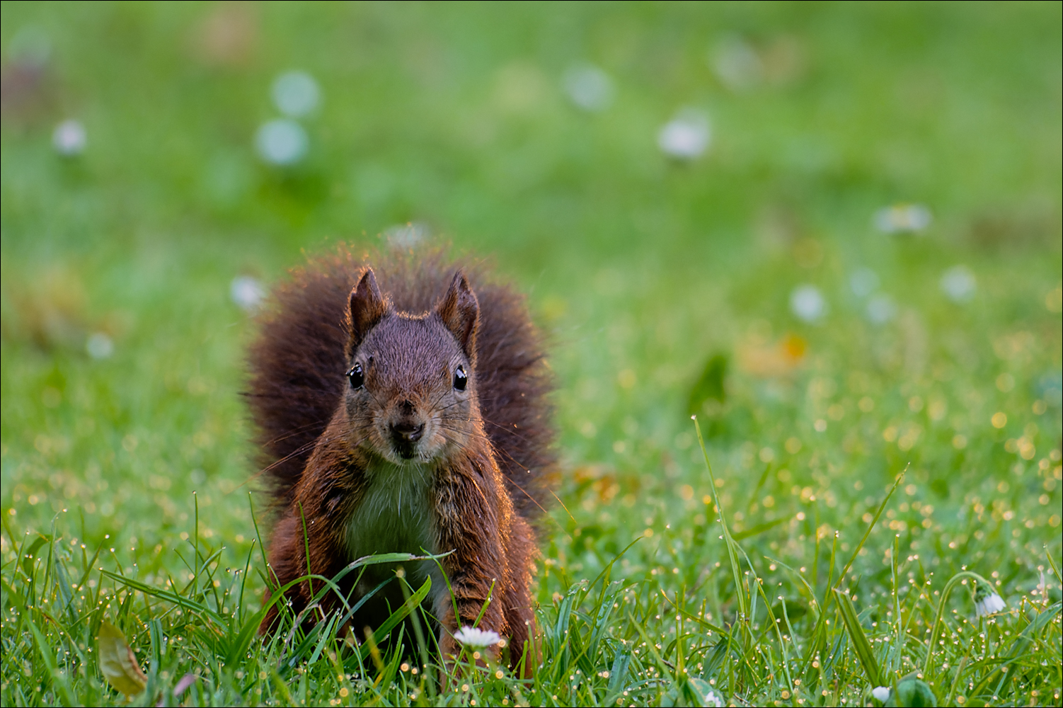 Das Hörnchen