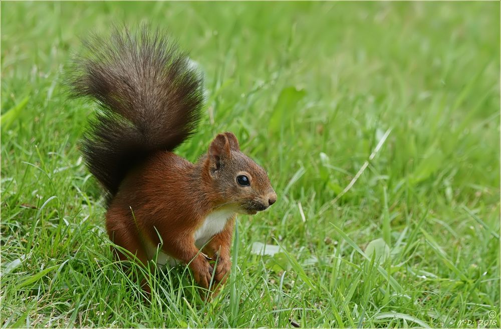 Das Hörnchen ...