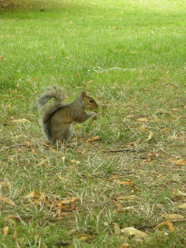 Das Hörnchen...