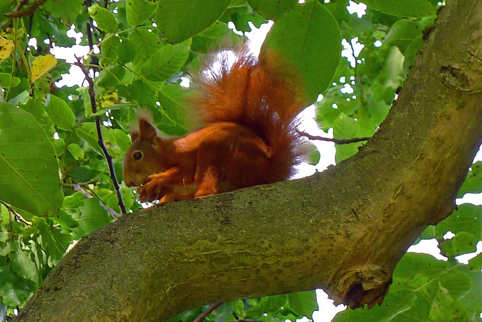 Das Hörnchen Eich