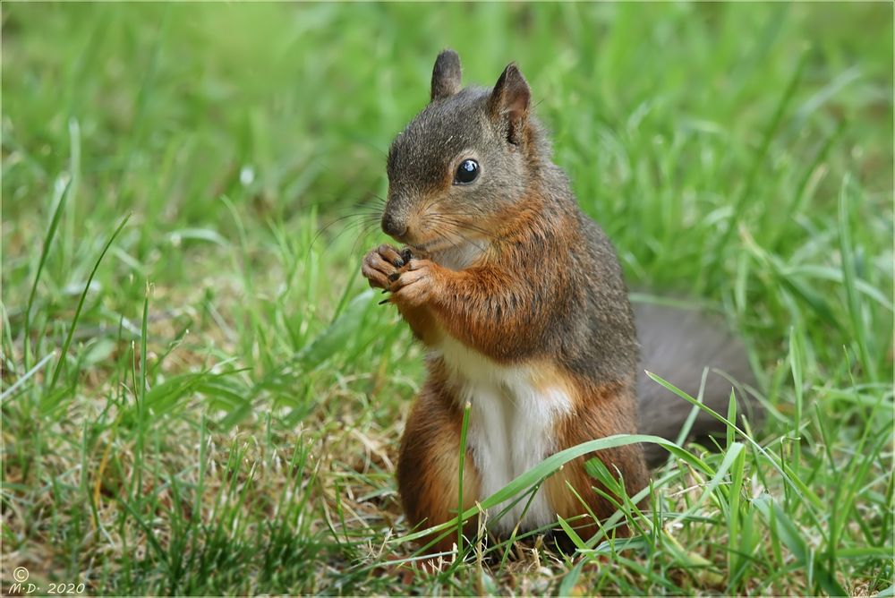 Das Hörnchen Foto & Bild tiere, wildlife, säugetiere Bilder auf