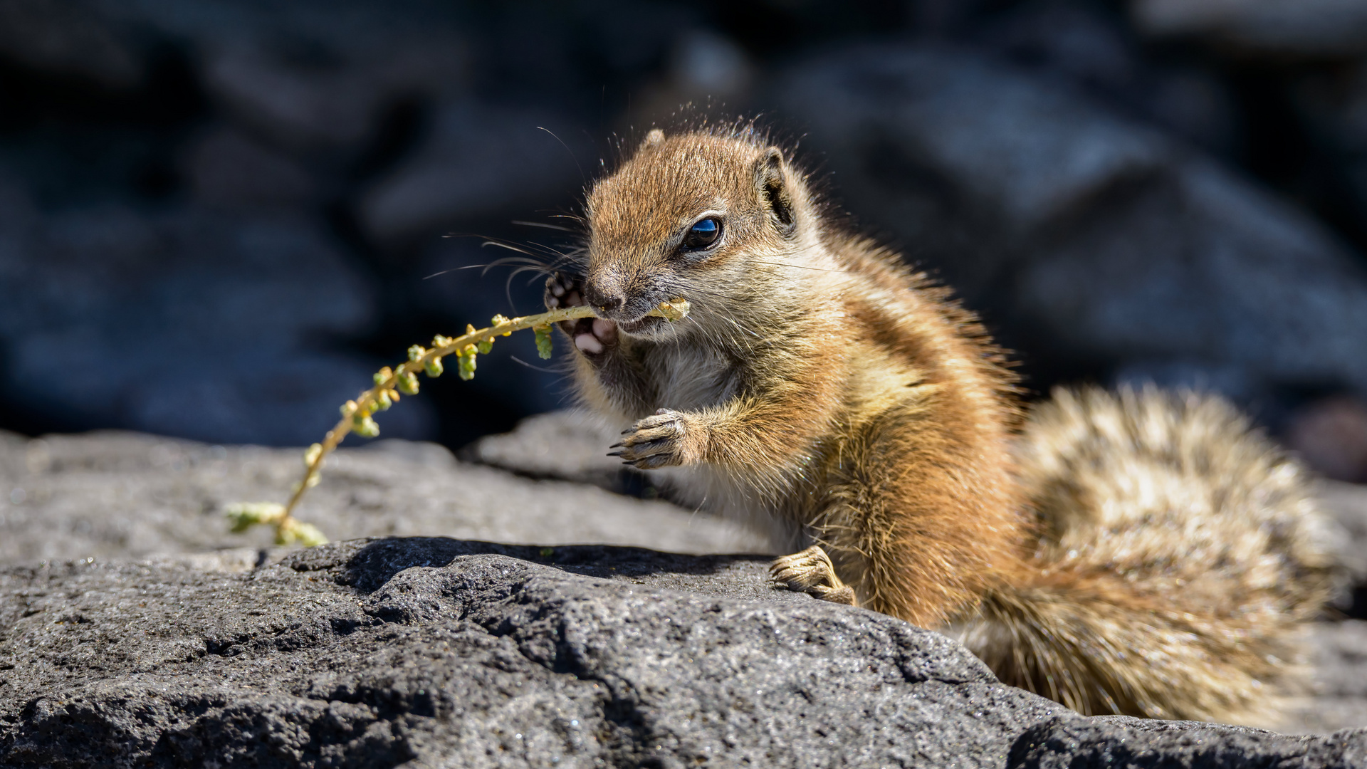 das Hörnchen mit dem Stöckchen