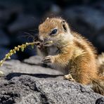 das Hörnchen mit dem Stöckchen