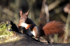 Das Hörnchen mit den Antennen