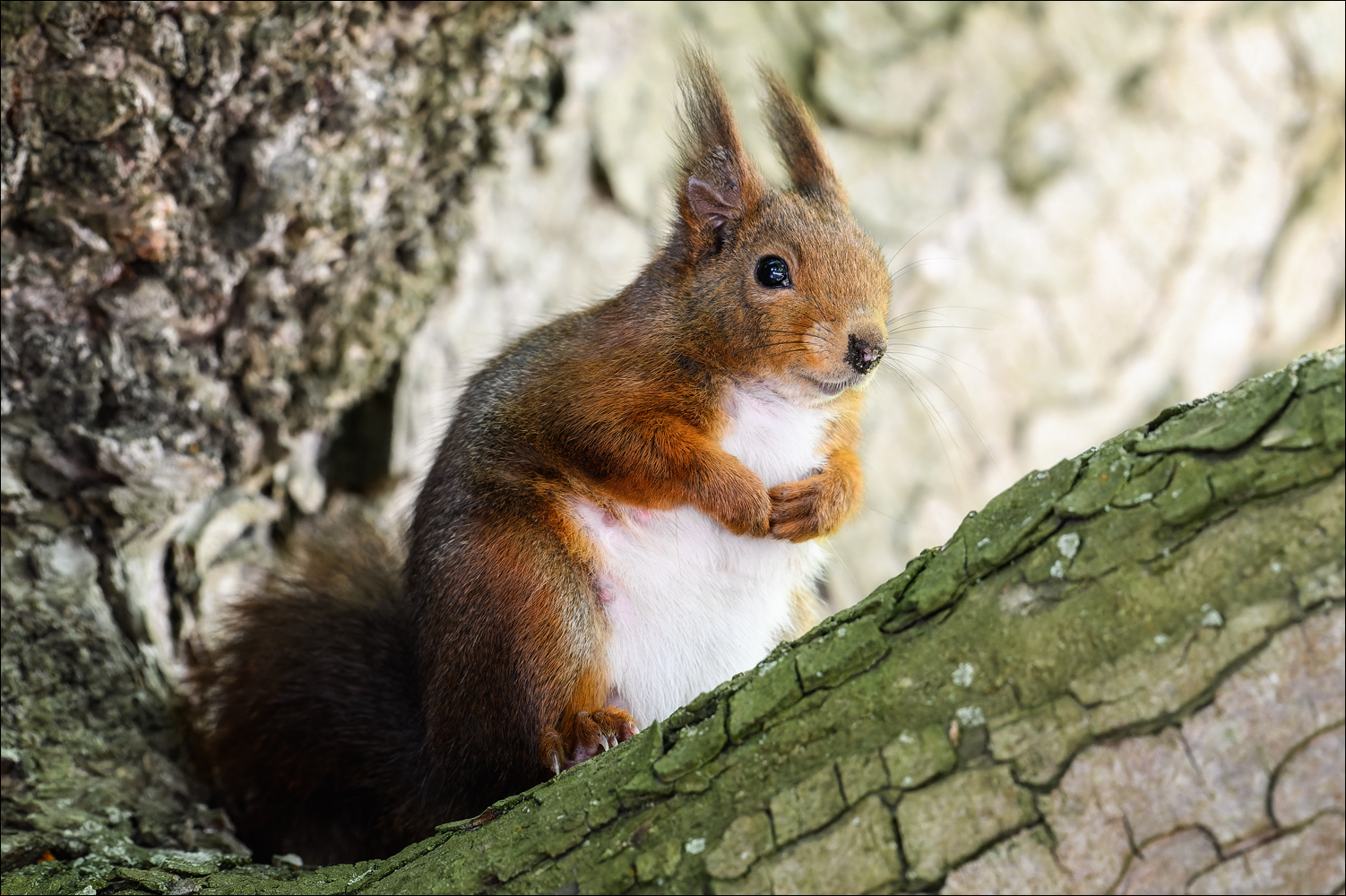 Das Hörnchen-Orakel