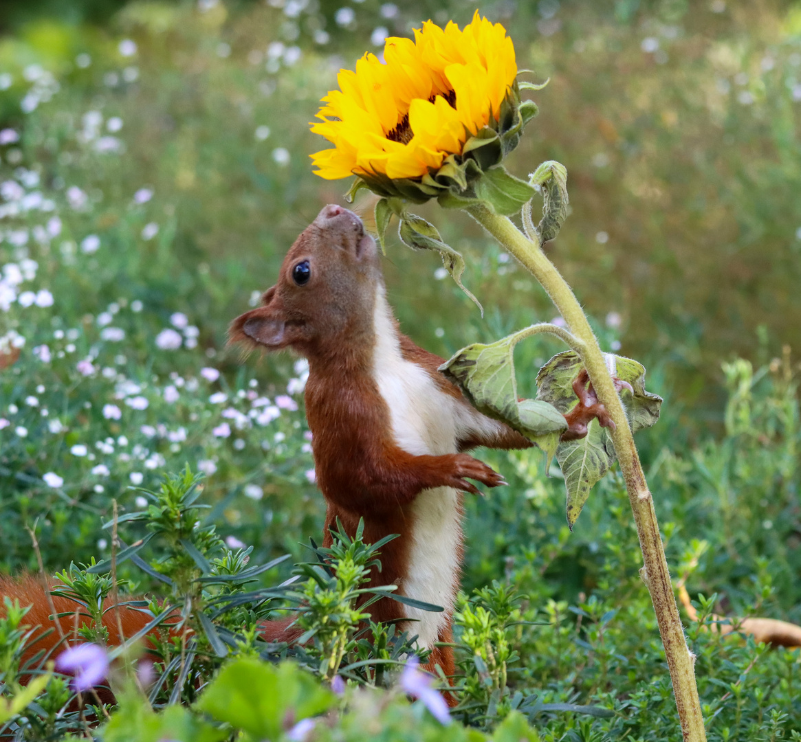 Das Hörnchen und die Sonnenblume