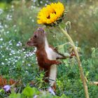 Das Hörnchen und die Sonnenblume