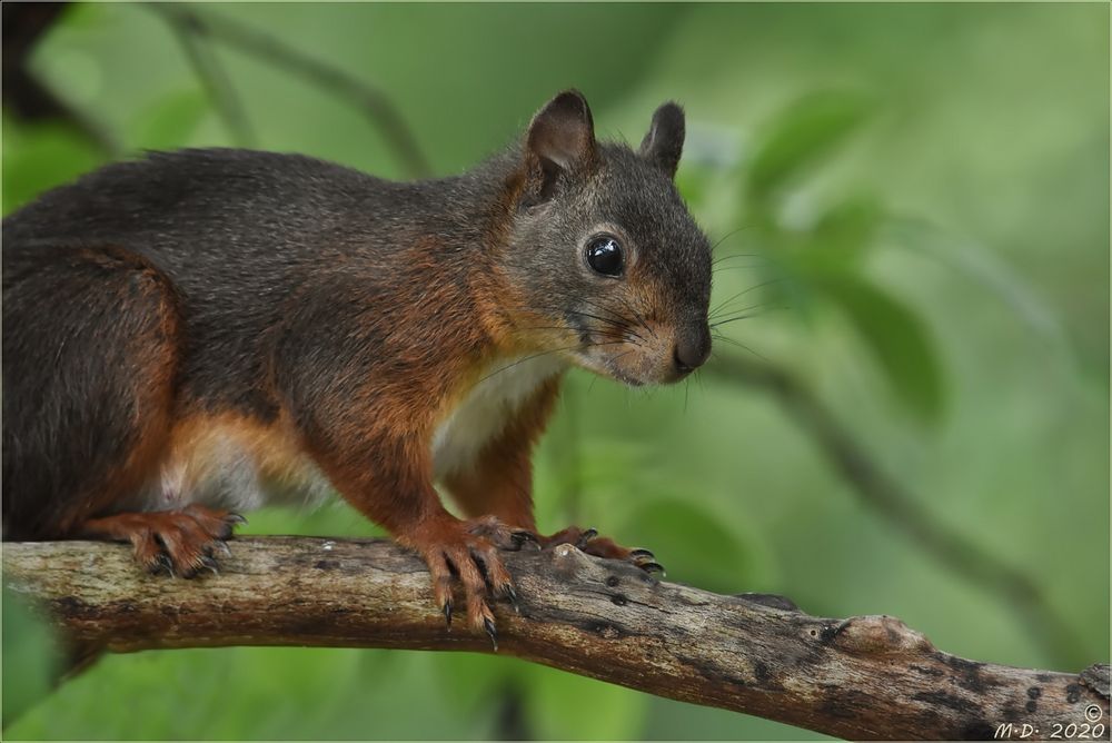 Das Hörnchen war heute wieder unterwegs ...