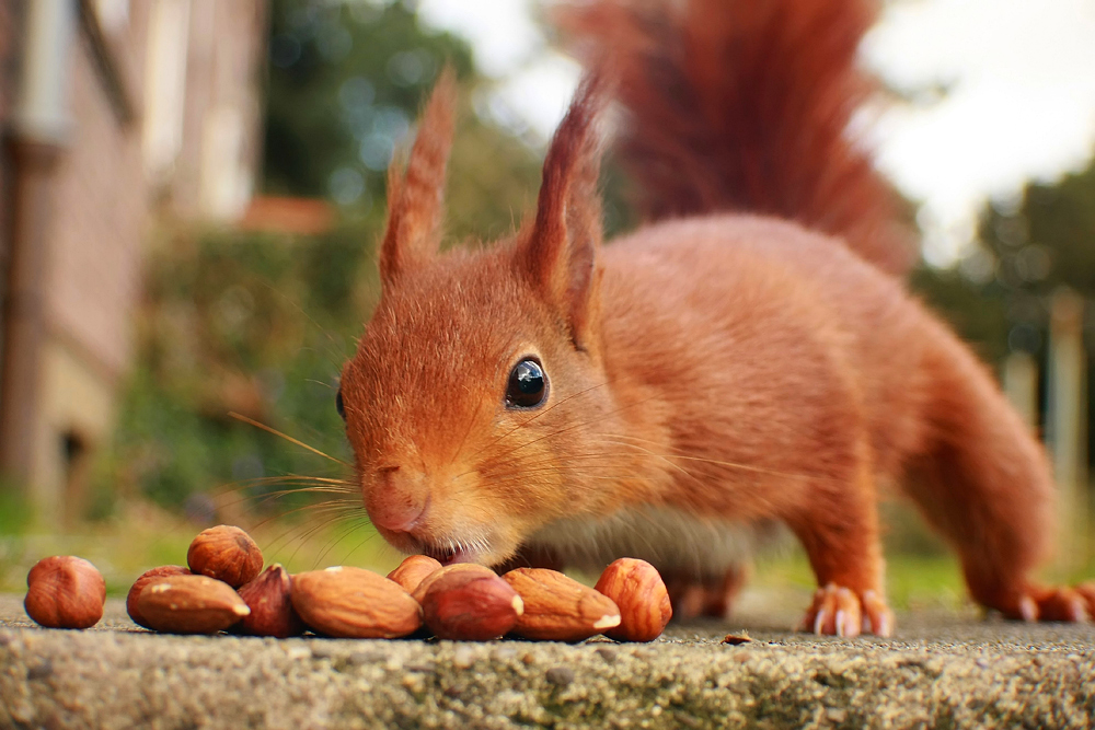 Das "Hörnchen" zum Sonntag ;O)