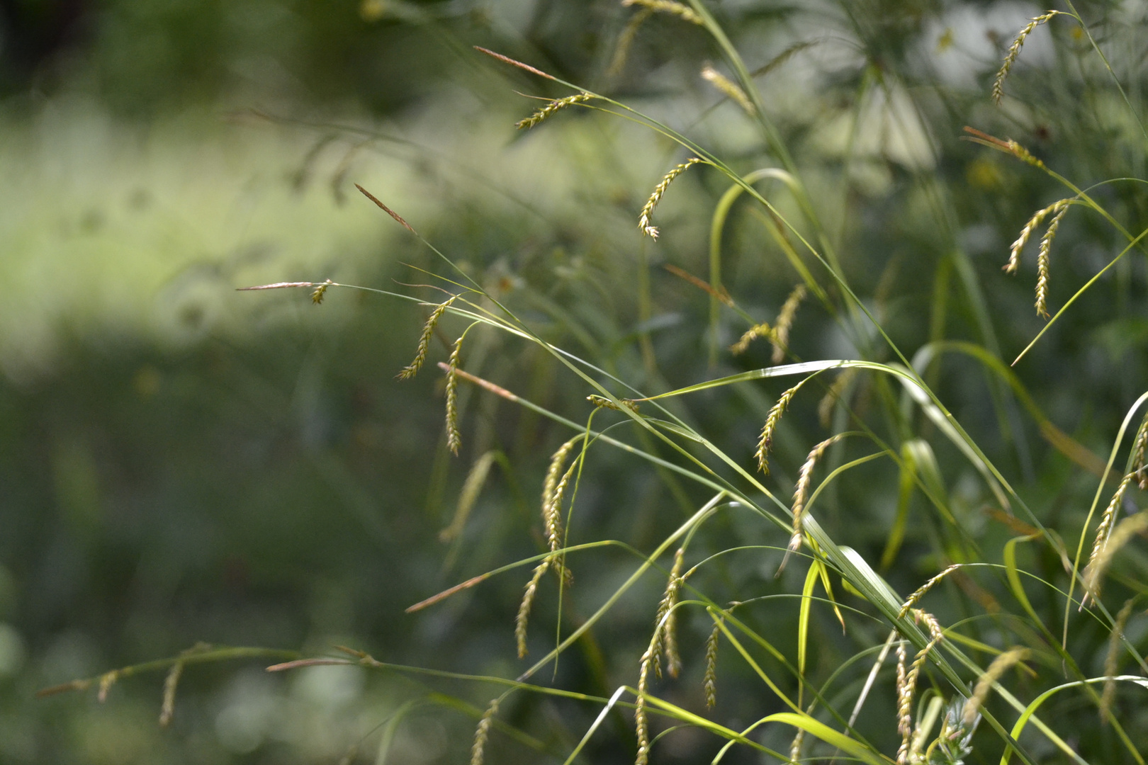 Das hohe Gras Foto & Bild pflanzen, pilze & flechten, gräser, natur