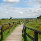 Das hohe Venn (Hochmoor)