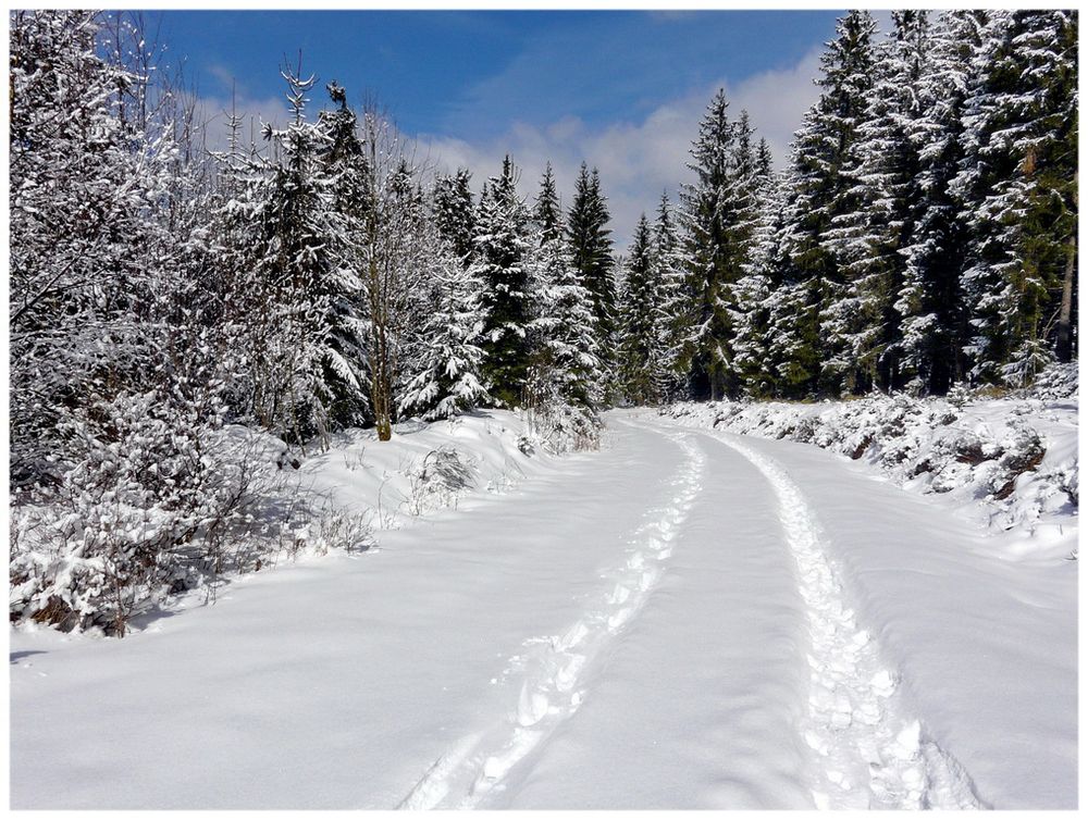 Das Hohe Venn im Schnee