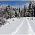 Das Hohe Venn im Schnee