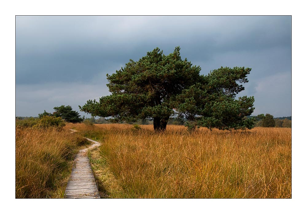 Das Hohe Venn im September....