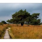 Das Hohe Venn im September....