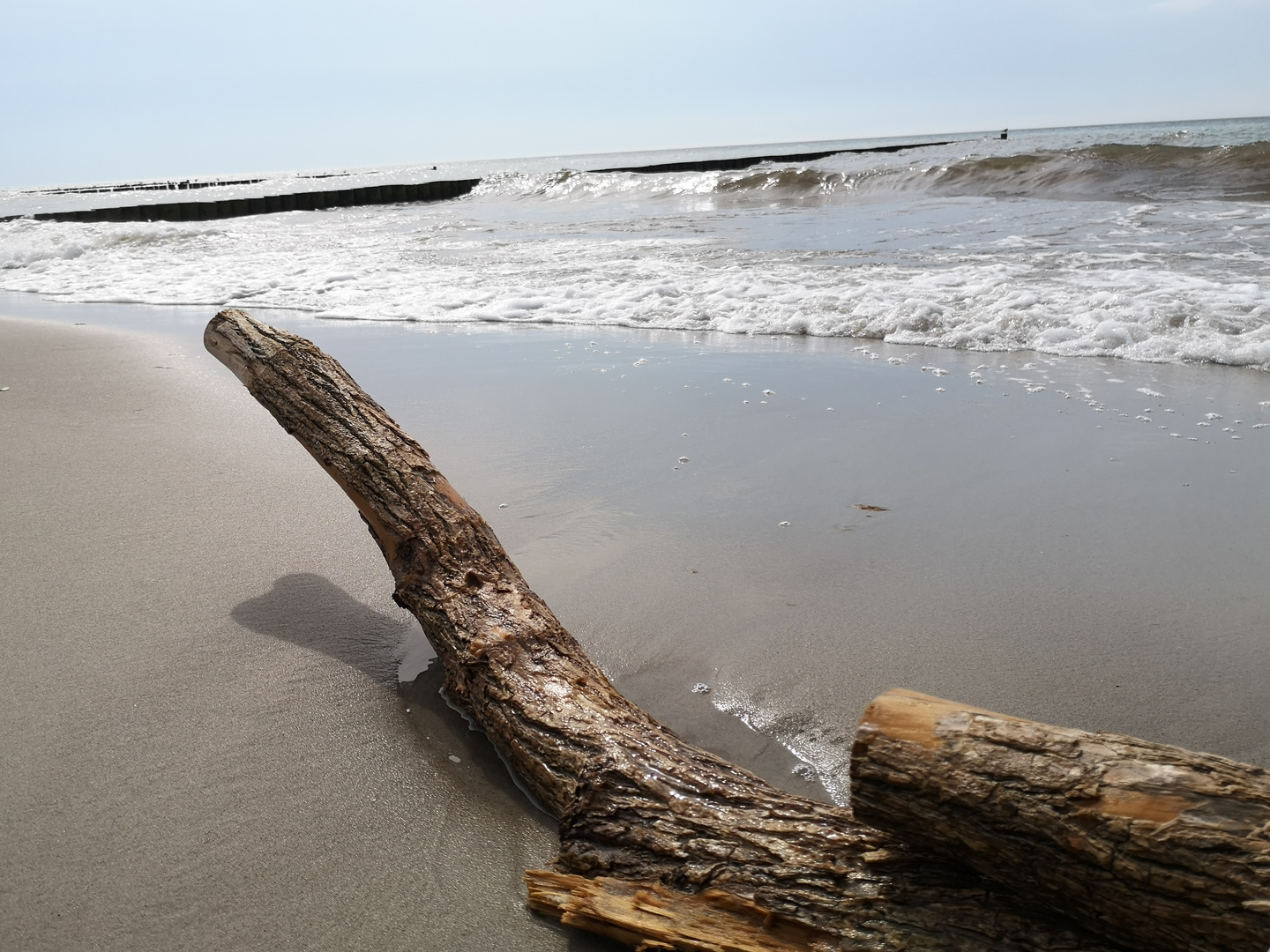 Das Holz am Meer