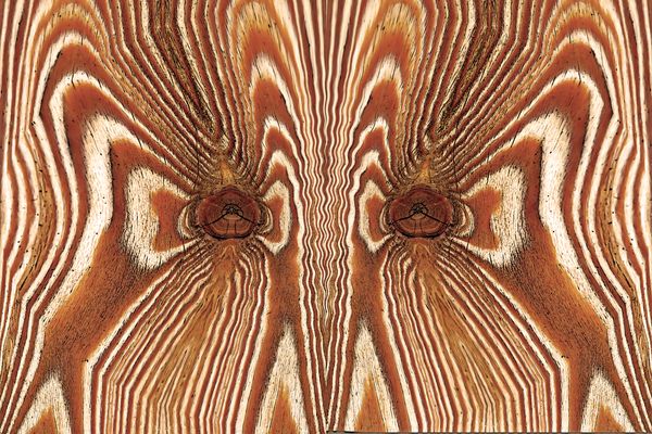 Das Holz erzählt uns eine Geschichte! - Le bois qui nous parle...