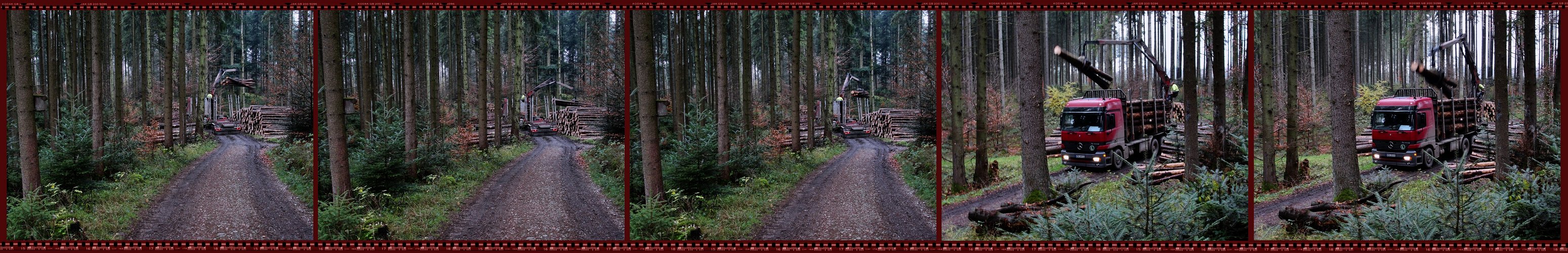 Das Holz muss wieder weg