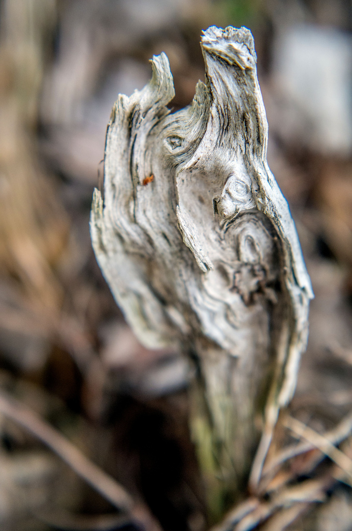 das Holzgesicht