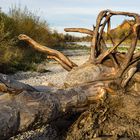 das Holzmädchen an der Isar