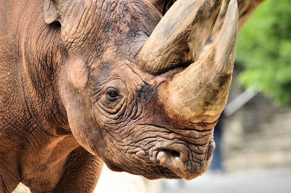 Das Horn Foto & Bild tiere, zoo, wildpark & falknerei