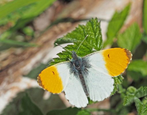 Das hübsche Aurora-Männchen ...