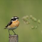 Das hübsche Braunkehlchen!