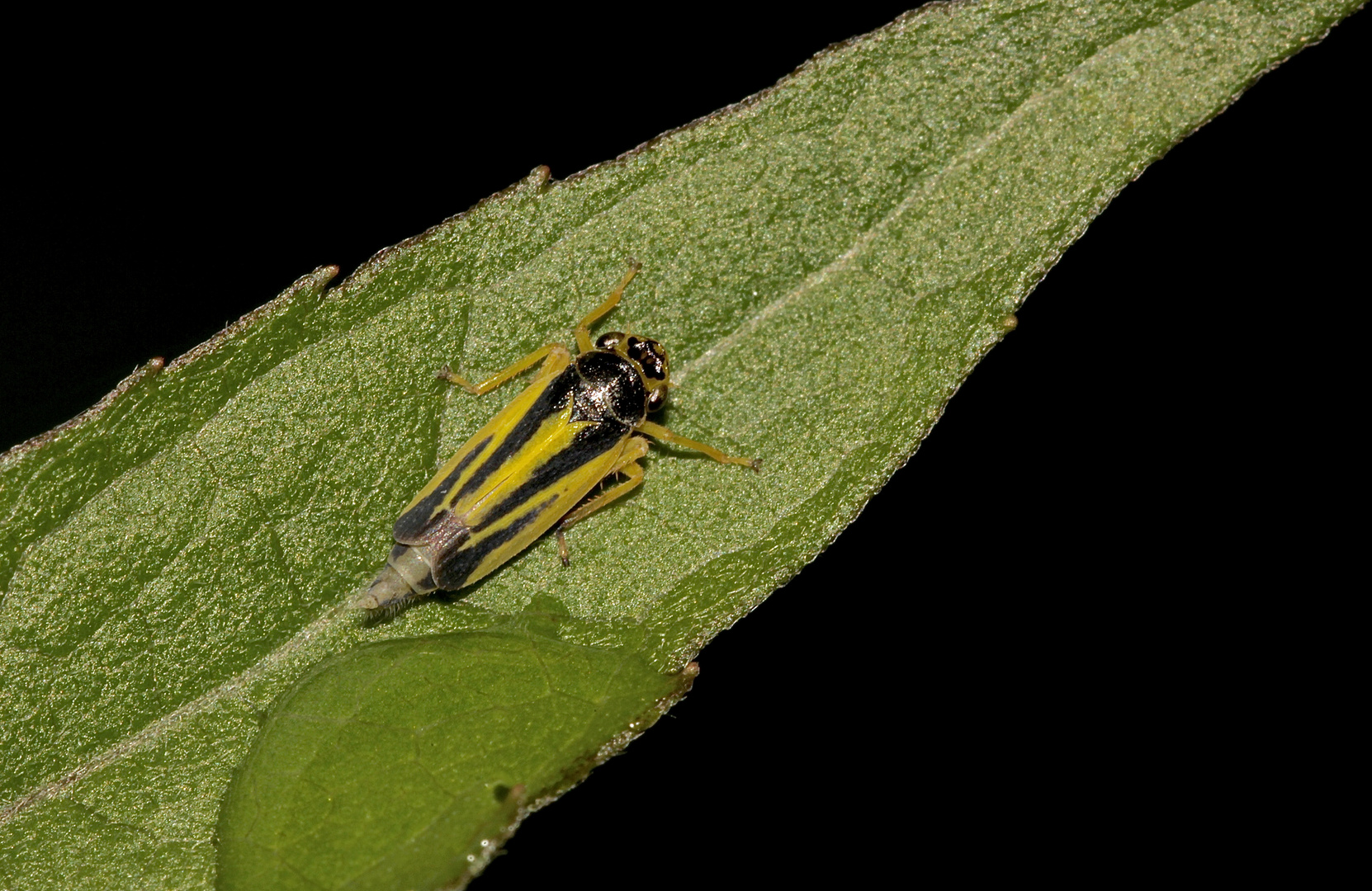 Das hübsche, etwa 7 mm lange Weibchen der Wiesenschmuckzikade (Evacantus interruptus) ...