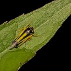 Das hübsche, etwa 7 mm lange Weibchen der Wiesenschmuckzikade (Evacantus interruptus) ...