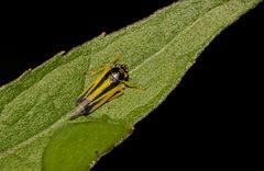 Das hübsche, etwa 7 mm lange Weibchen der Wiesenschmuckzikade (Evacantus interruptus) ...