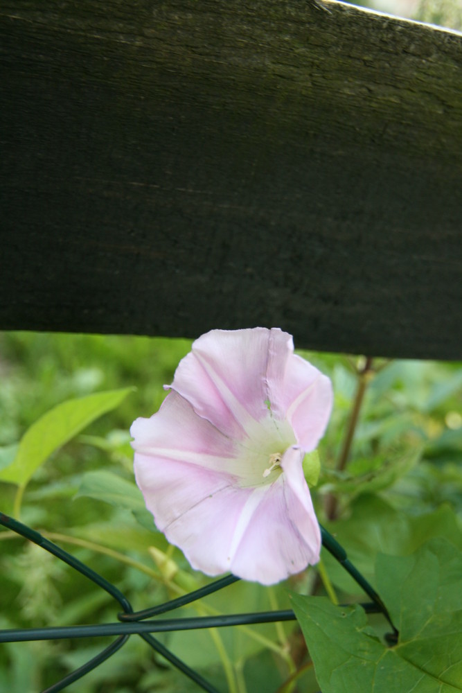 Das hübsche Unkraut!