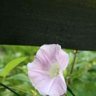 Das hübsche Unkraut!