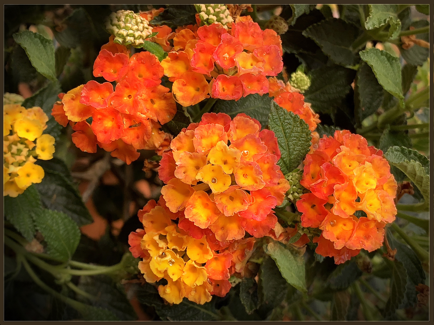 das hübsche Wandelröschen (Lantana camara)