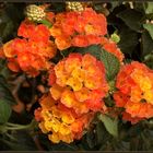 das hübsche Wandelröschen (Lantana camara)