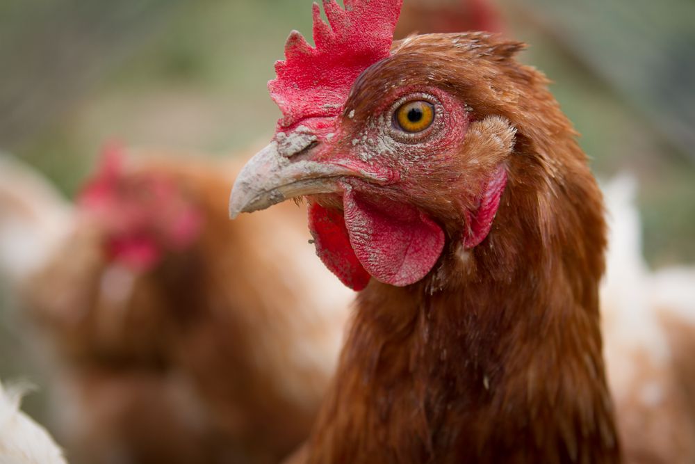 Das Huhn Foto &amp; Bild | natur, tiere, vögel Bilder auf fotocommunity