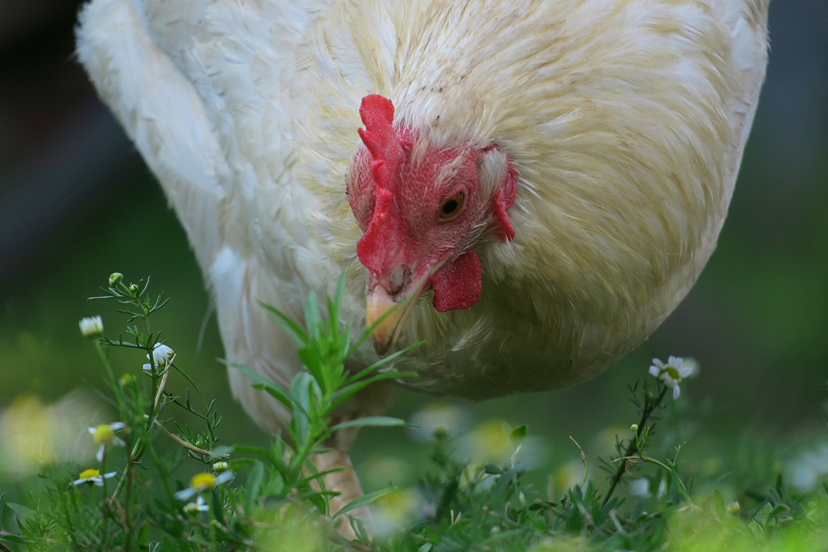 Das Huhn