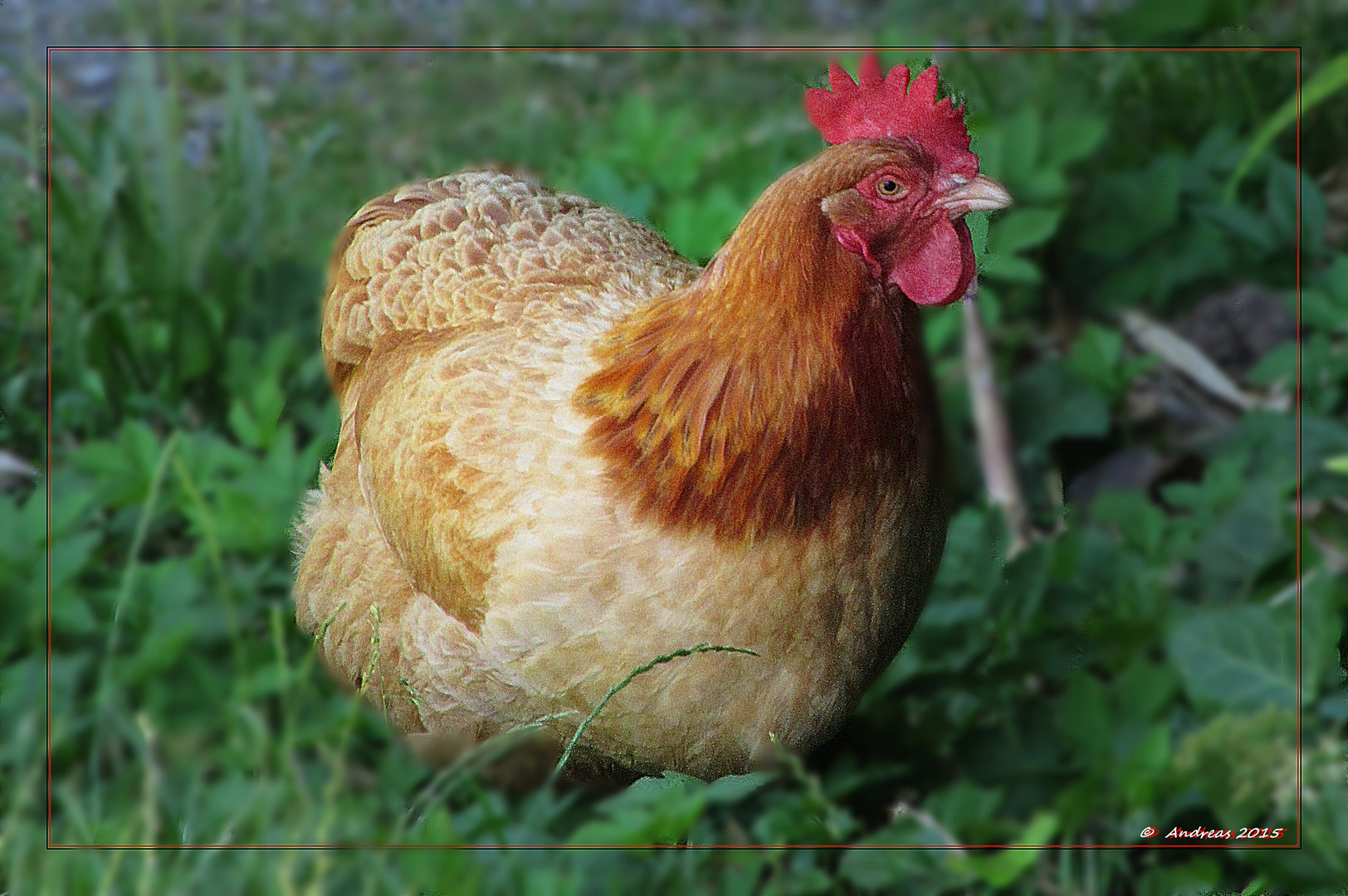 Das Huhn, das so gern ein Hahn gewesen wäre Foto &amp; Bild | tiere ...