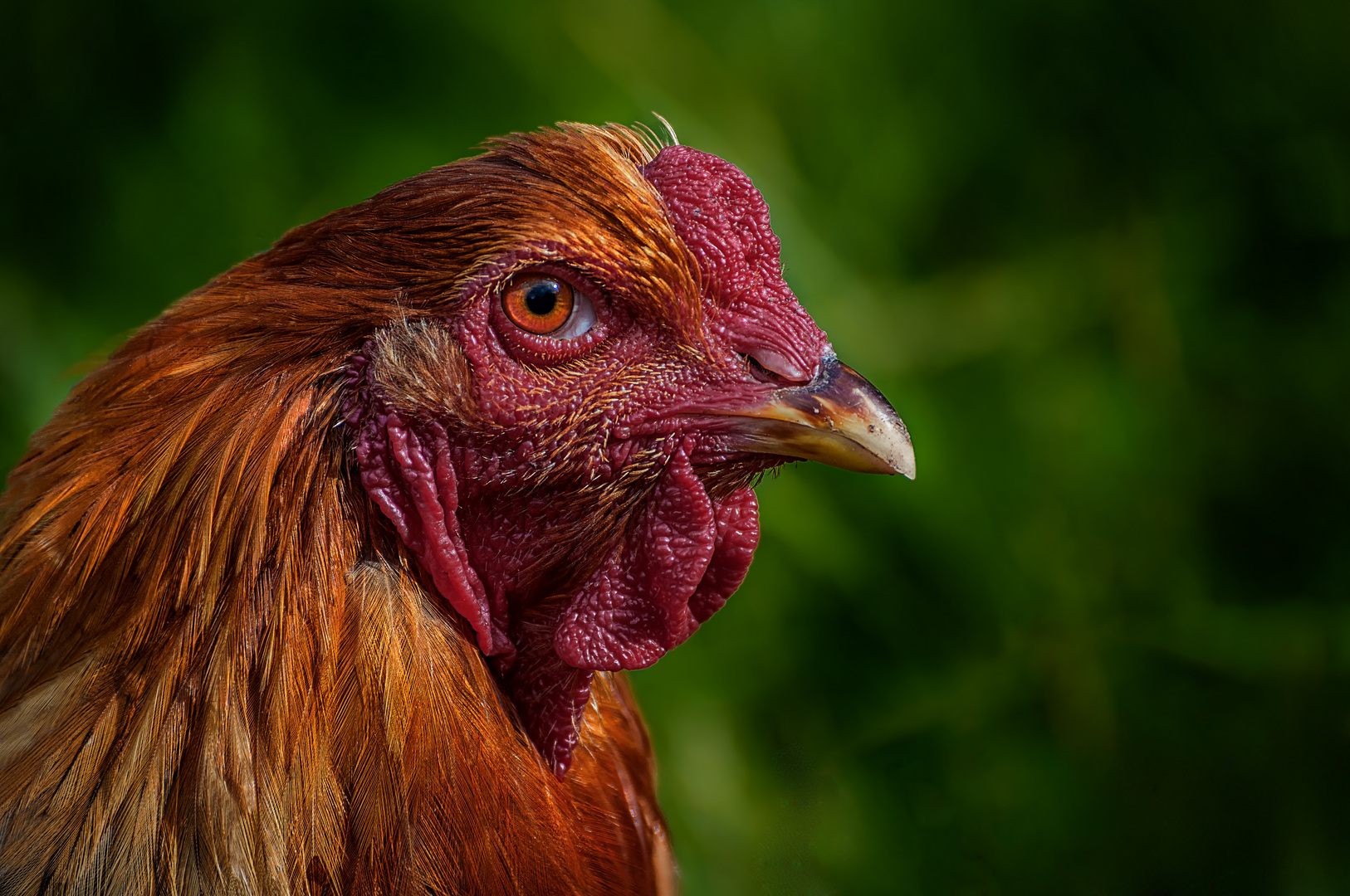 Das Huhn! Ein Porträt!