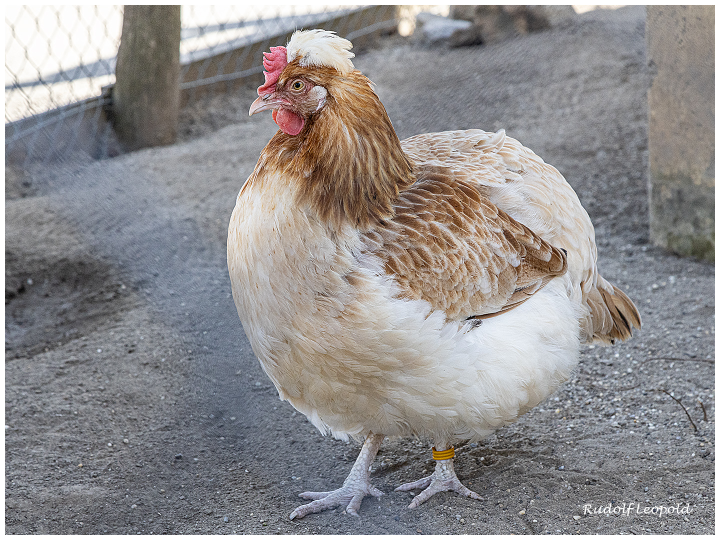 Das Huhn im Garten