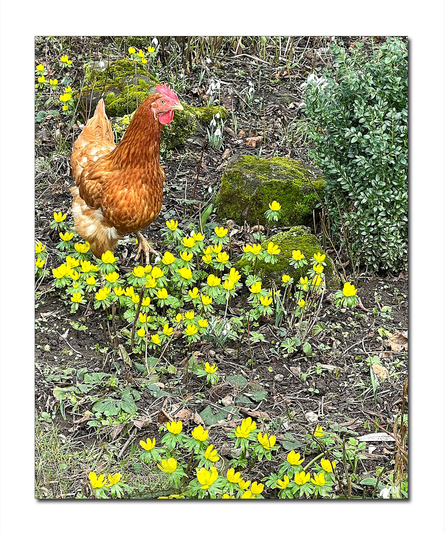 das huhn in den winterlingen ...