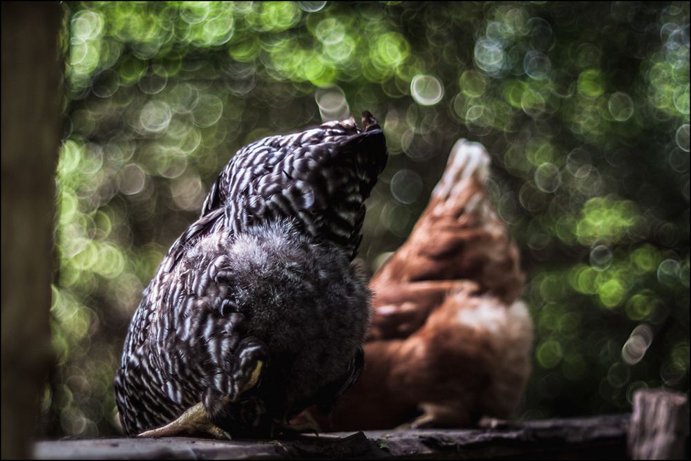 Das Huhn in der Kunst