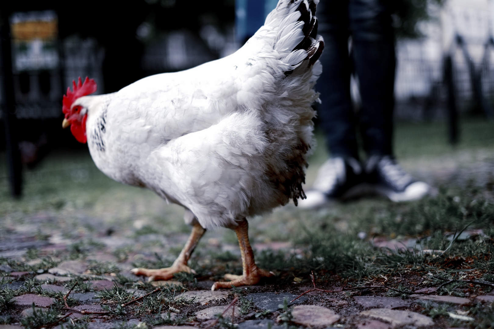 Das Huhn in der Stadt