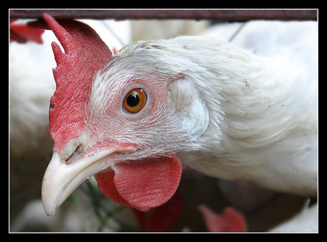 ..das Huhn von nebenan