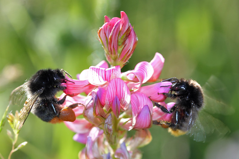 das Hummel-Duo