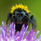 Das Hummel-Portrait