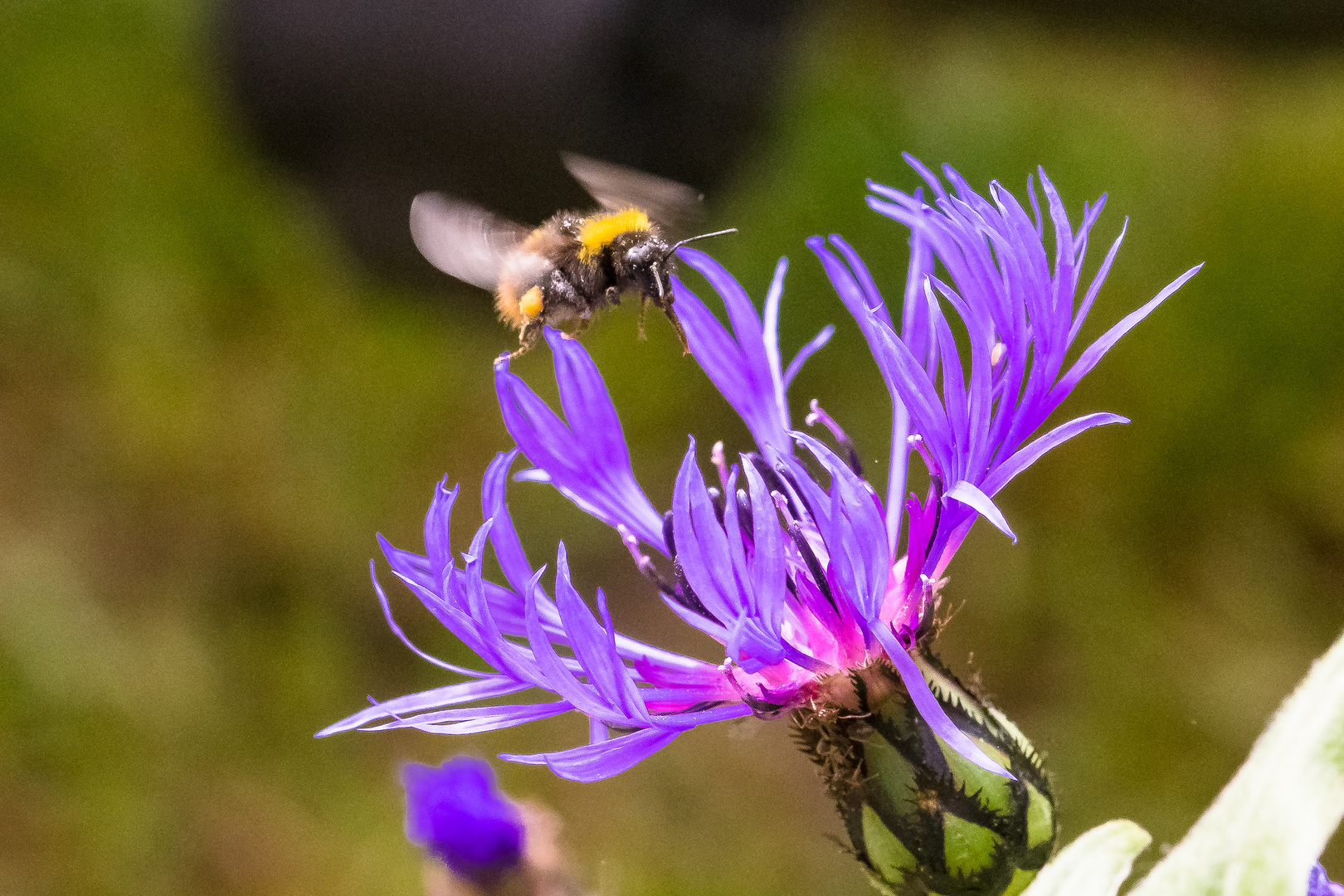 Das Hummelchen fliegt die Flockenblume an um dort lecker zu dinieren